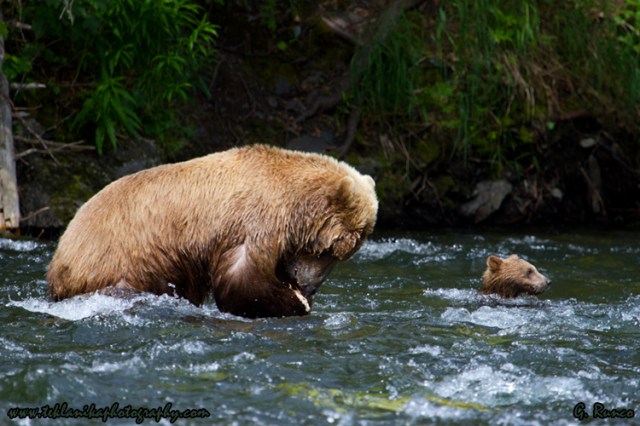 © Teklanika Photography 2013