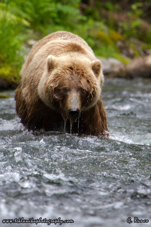 © Teklanika Photography 2013