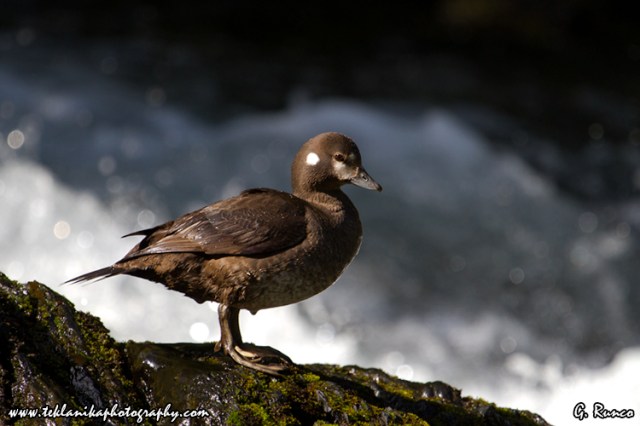 © Teklanika Photography 2013