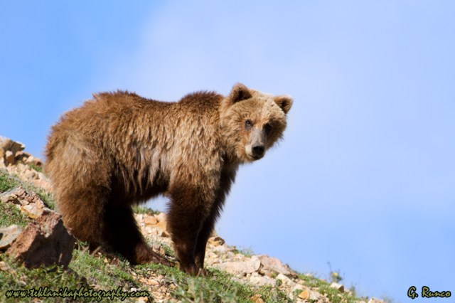 © Teklanika Photography 2013