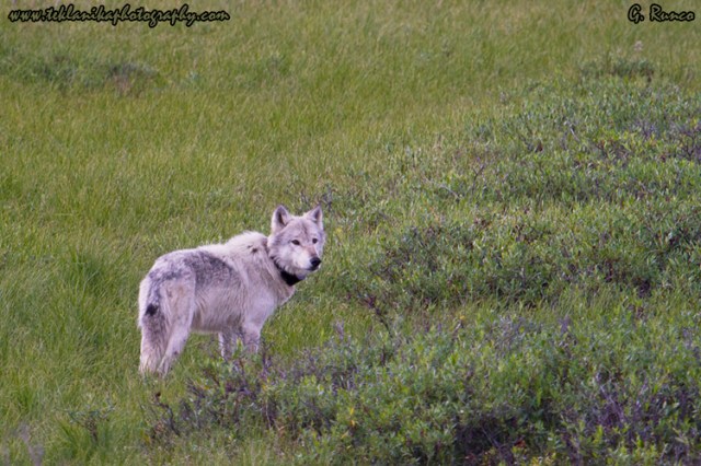 © Teklanika Photography 2013