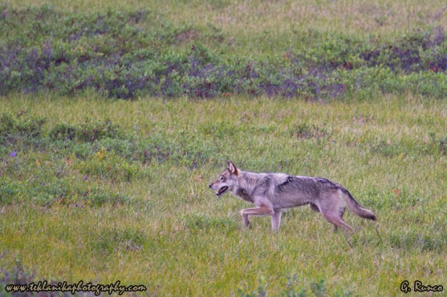 © Teklanika Photography 2013