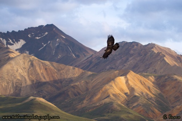 © Teklanika Photography 2013