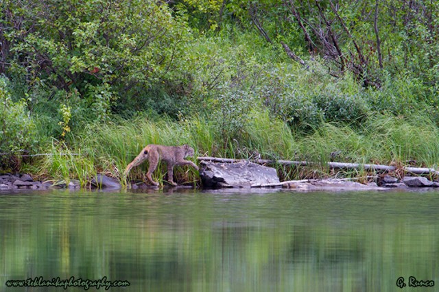 © Teklanika Photography 2013