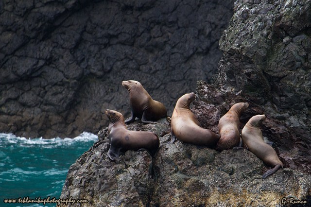 © Teklanika Photography 2013