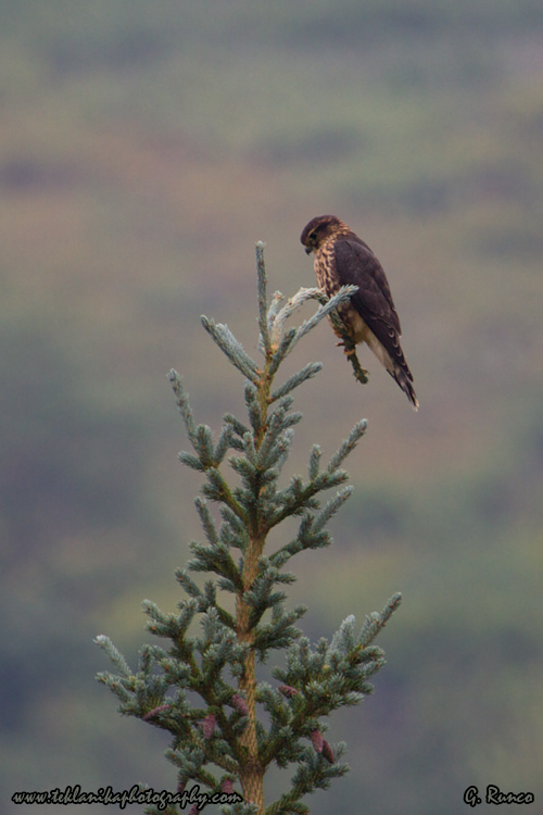 © Teklanika Photography 2013
