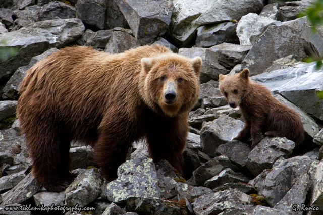 © Teklanika Photography 2013