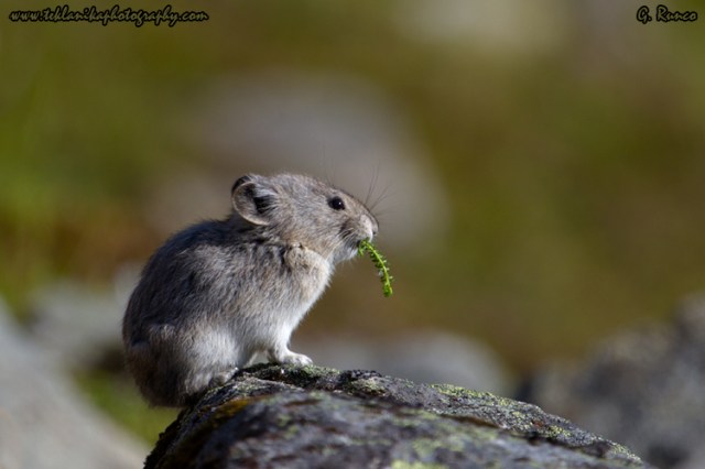 © Teklanika Photography 2013