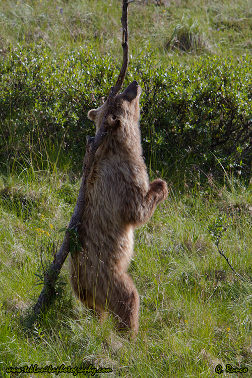 © Teklanika Photography 2013