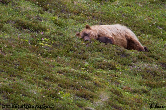 © Teklanika Photography 2013