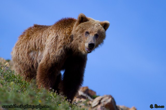 © Teklanika Photography 2013