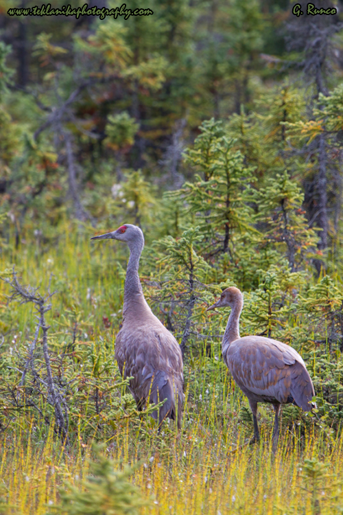 © Teklanika Photography 2013