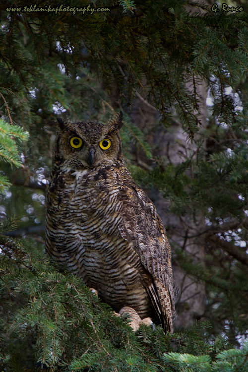 © Teklanika Photography 2013