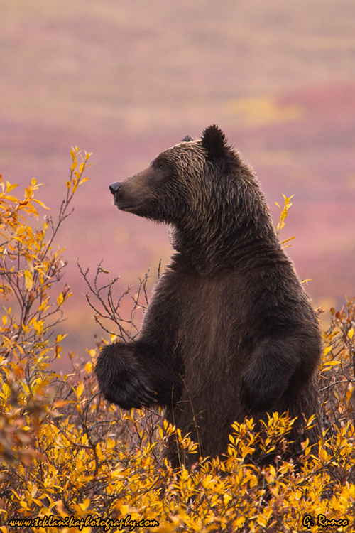 © Teklanika Photography 2013