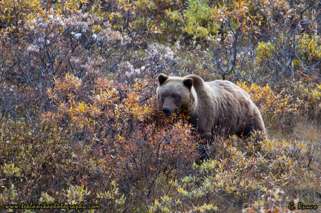© Teklanika Photography 2013