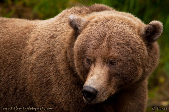 © Teklanika Photography 2013