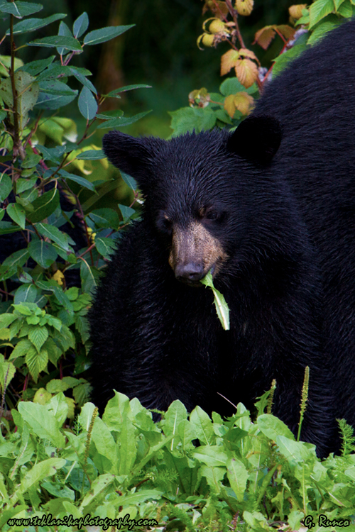 © Teklanika Photography 2013