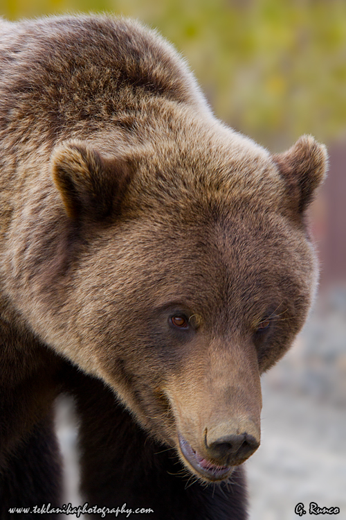 © Teklanika Photography 2013