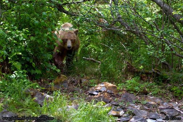 © Teklanika Photography 2013