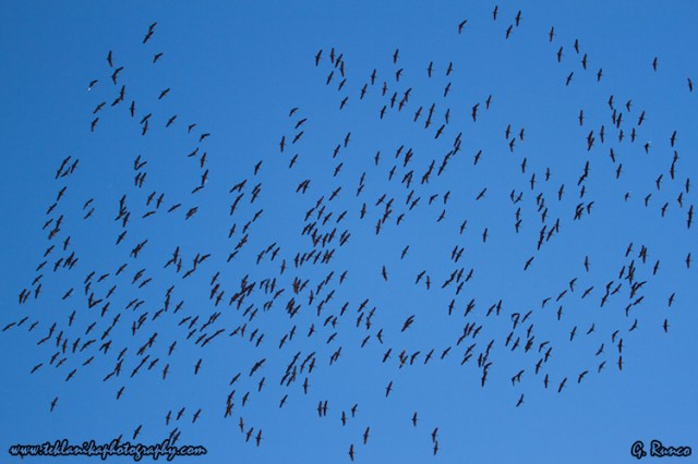 © Teklanika Photography 2013