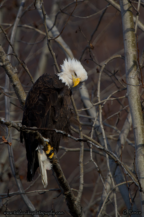 © Teklanika Photography 2013