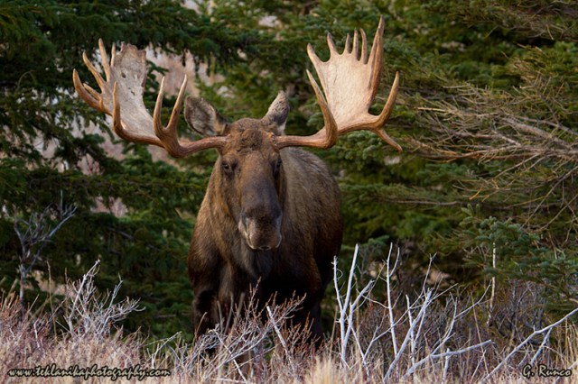 © Teklanika Photography 2013