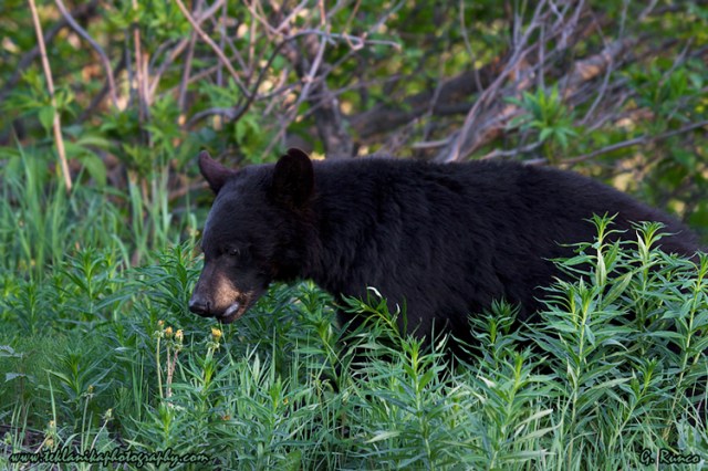© Teklanika Photography 2013