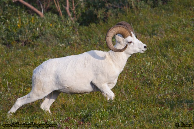 © Teklanika Photography 2013