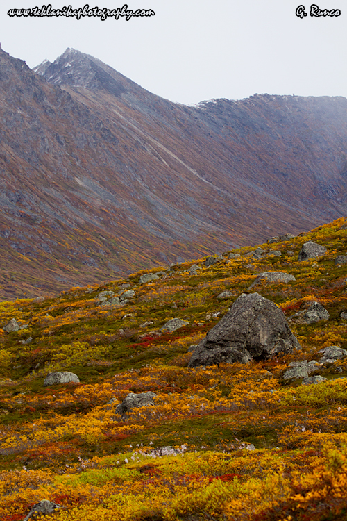 © Teklanika Photography 2013