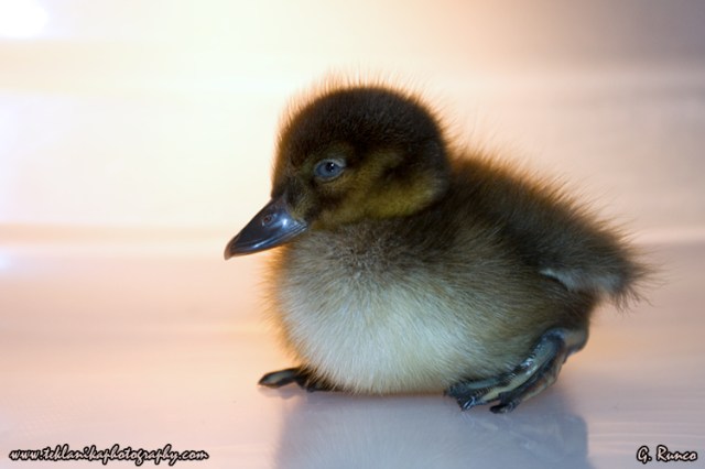 © Teklanika Photography 2013