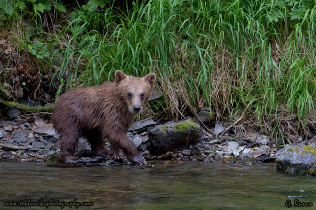 © Teklanika Photography 2013