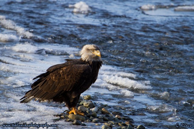 © Teklanika Photography 2013
