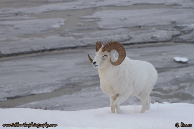 © Teklanika Photography 2013