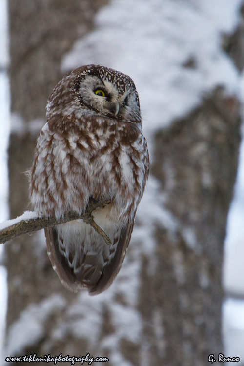 © Teklanika Photography 2013