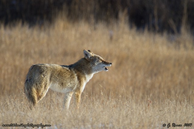 © Teklanika Photography 2014