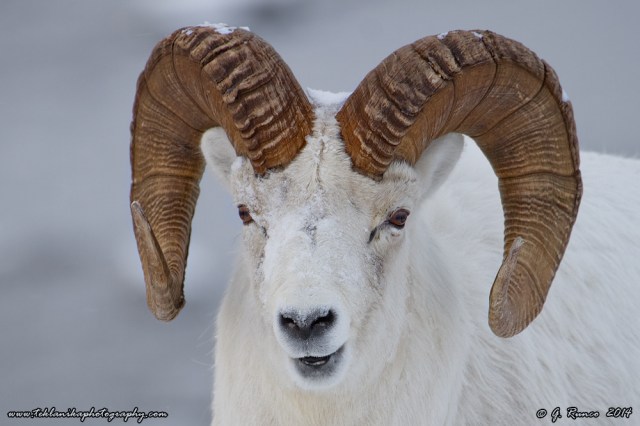 © Teklanika Photography 2014