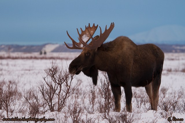 © Teklanika Photography 2014