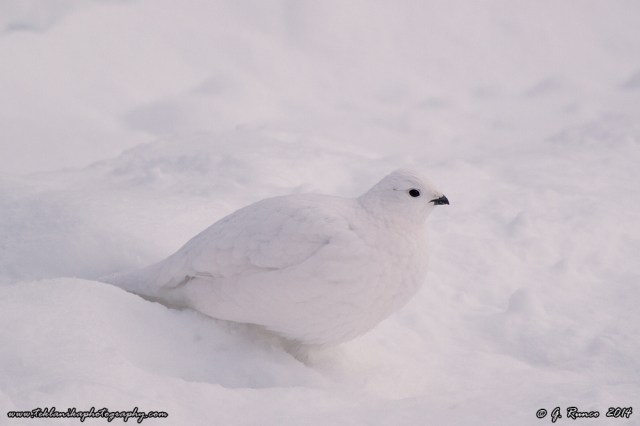 © Teklanika Photography 2014