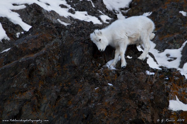 © Teklanika Photography 2013