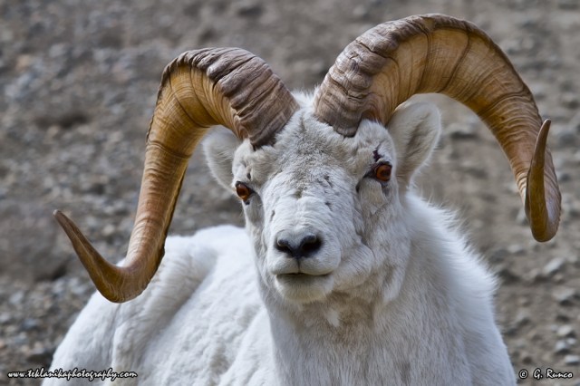 © Teklanika Photography 2013