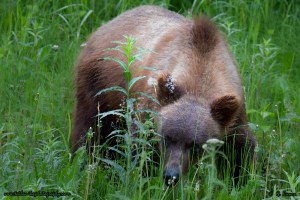 © Teklanika Photography 2014