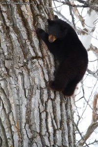 © Teklanika Photography 2013