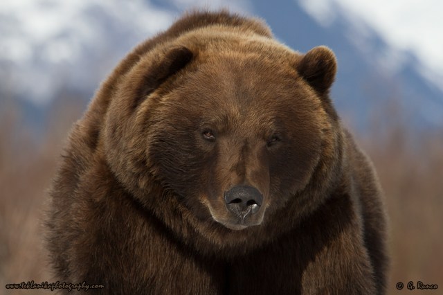 © Teklanika Photography 2014