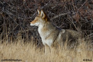 © Teklanika Photography 2014