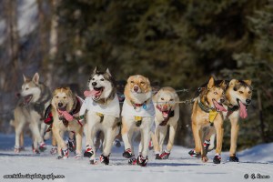 © Teklanika Photography 2014