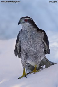 © Teklanika Photography 2014