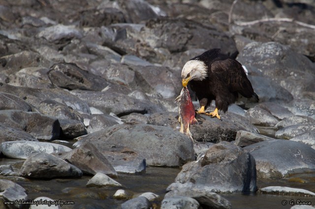 © Teklanika Photography 2014