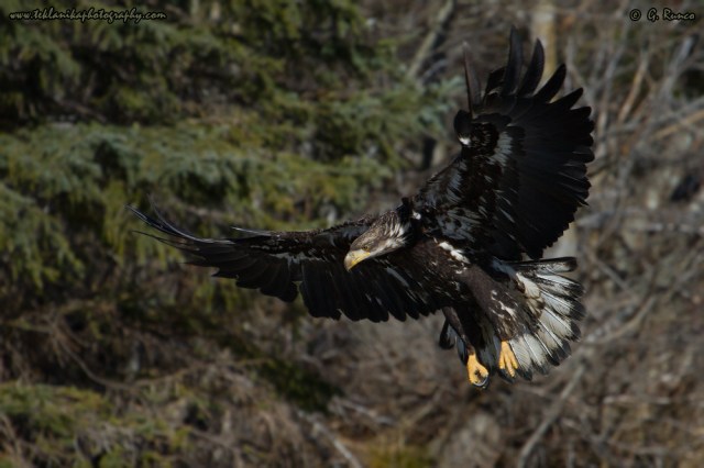 © Teklanika Photography 2014