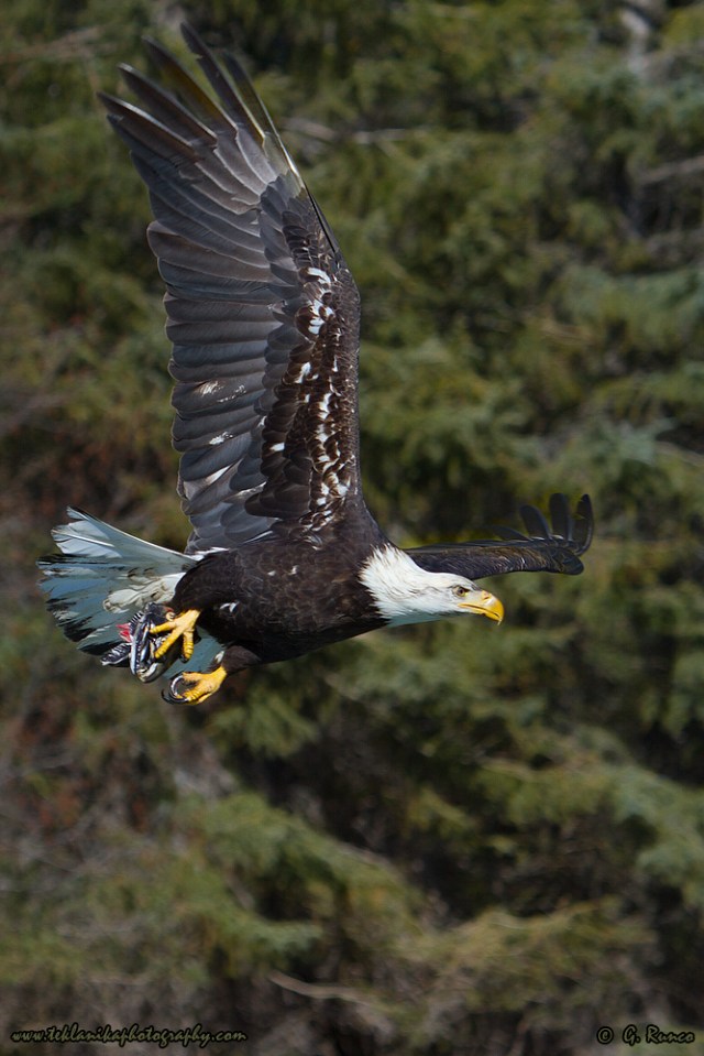 © Teklanika Photography 2014