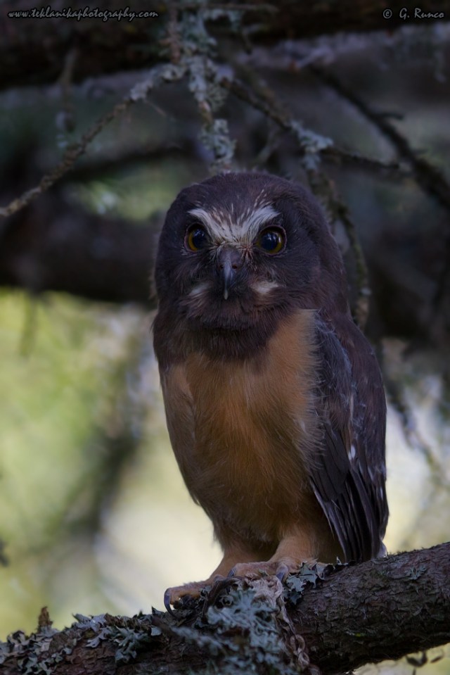 © Teklanika Photography 2013